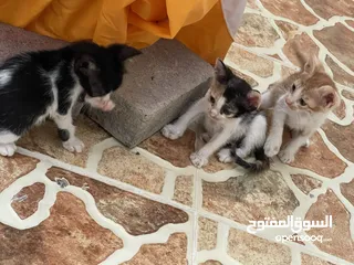  4 Kittens Available for Adoption قطط للتبني