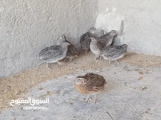 7 فربات للبيع ....