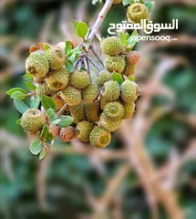  5 4 دونمات جلعد قرب مطعم نسيم الجبل