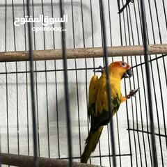  3 ببغاء صن كنيور  Sun Knior Parrot