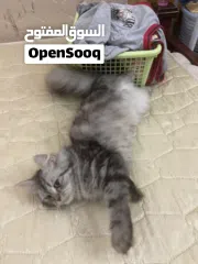  3 Persian cat for free adopt