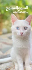  2 قط للبيع ذكر أبيض كامل