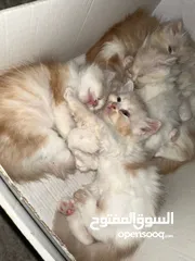  2 Kitten Shirazi and Turkish Angora, two and a half months old كتنز شيرازي وانجورا  العمر شهرين ونص