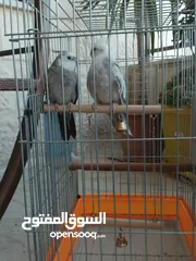  7 جوز كوكتيل وايت فيس للبيع او للبدل على جوز لاتينو