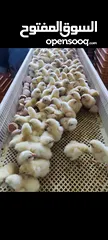  2 صوص لاحم / تسمين موجود اسبوعيا