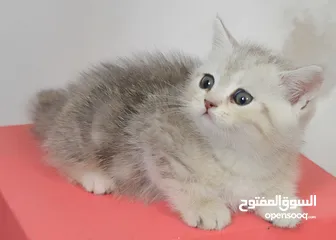  5 سكوتش بيور 100%