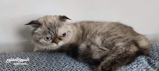  3 Female Scottish Fold Cat