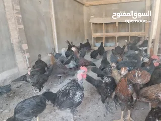  4 فراخ بلدي للبيع