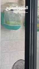  15 كناري 3 فحوله صوت نار  مع جميع اغراضهم