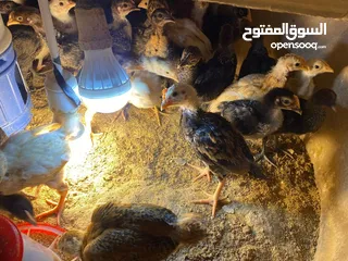  3 دجاج لوهمان دجاج وبلدي ديك لوهمان ديك بلدي وبيض فري مخصب