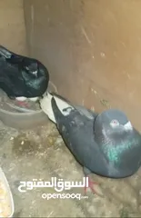  1 جوز بواز ابيض بطاردن علا بيض جوز نوري اسود قاعد علا بيض جوز ذبابنه بطارد علا بيض جوز وقواق قاعد علا
