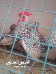  4 بيض شبرايت  مخصب سلفر وحني