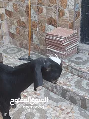  6 عنز شامي نخب اول وراها جدي شامي