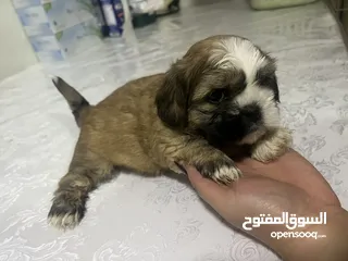  7 2months Old Shih Tzu Available in Sharjah