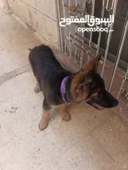  6 جرو جيرمن شيبرد شو لاين