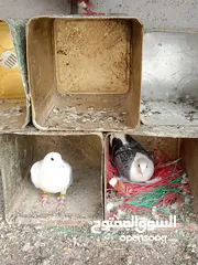  4 طيور حمام جوز