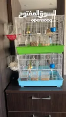  1 يوجد طيور كناري مميزة وجميلة في الخليل