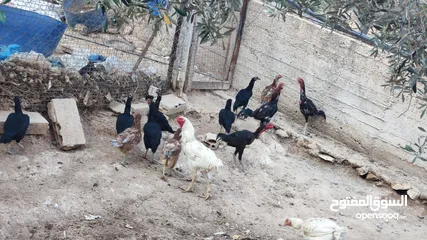  4 باكستاني نخب