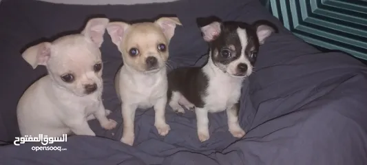  24 Chihuahuas