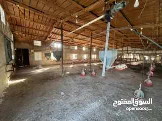  14 مشروع دواجن متكامل وجاهز للإنتاج – ليس مجرد أرض