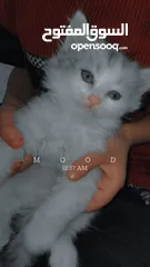  1 لبيع في خربت السوق