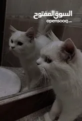  4 قط شيرازي بلون عيون مختلفه