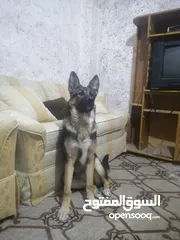  3 أنثى جيرمن شيبرد عمرها ست شهور