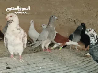  24 انواع حمام مشكلة للبيع