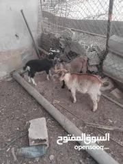  6 ماعز البينو للبيع