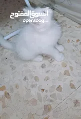  6 كتن هملايا مكس شيرازي للبيع