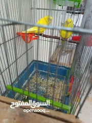  4 متاح 3 جواز حب عادي جاهزات  وجوز حب هوغو رومو ابيض عين حمرا مع فرخه عمر اسبوعين   داخل اربد بسعر مرت