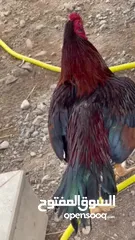  21 دجاج باكستاني للبيع