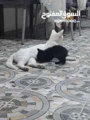  2 قطط للتبني
