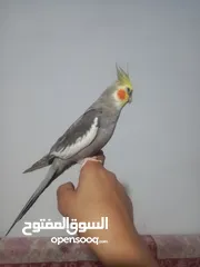  2 طيور كوكتيل
