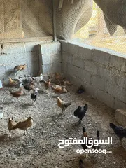  2 للبيع دجاج عماني جاهز للذبح