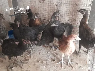  4 موجود تسع فرخات بلديات صحه ونظافه   والشر ما بقصر معاه