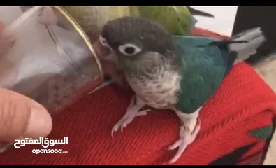  7 فراخ جرين شيك اليفات للزق اليدوي تركواز اناناس يلو سايد اقرأ التفاصيل