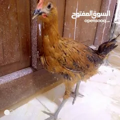  4 دجاج عرب البيع ديج ودجاجه صحه ونضافه أقره الوصف جوه مهم