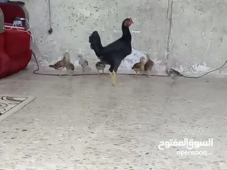  1 دجاجة وراها سبع افراخ