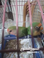  2 ببغاء روز اخضر جوز بسعر مناسب