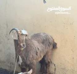  2 صخله عمانيه