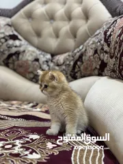  8 قطة ذكر سكوتش