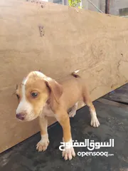  4 كلب صيد جرو