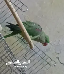  2 ببغاء نيبالي