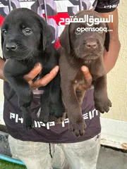  3 labrador puppy