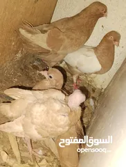  2 حمام جواز بصلات على نبي الحبه ب دينارين واغلبو تحتيو فراخ وبيض