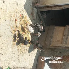  3 صيصان بلدي