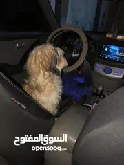  3 للبيع كلب مدرب