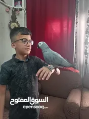  1 كاسكو متكلم بطلاقه بحكي مواجها
