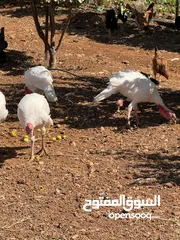  1 حبش هلندي جامبو